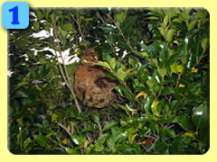 �X�Y���I�̑��P���O