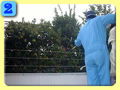 �X�Y���I�̑��P����