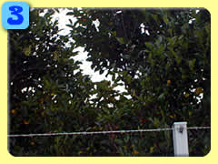 �X�Y���I�̑��P����