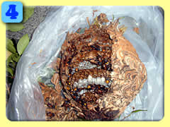 �P�������X�Y���I�̑�����