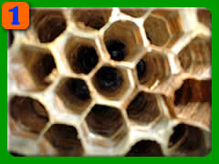 �X�Y���I�̑�����1