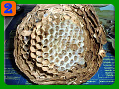 �X�Y���I�̑�����2