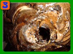 �n�`�ł��肮��