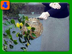 �P�������X�Y���I�̑�