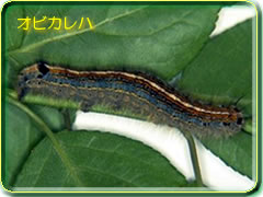 �I�r�J���n